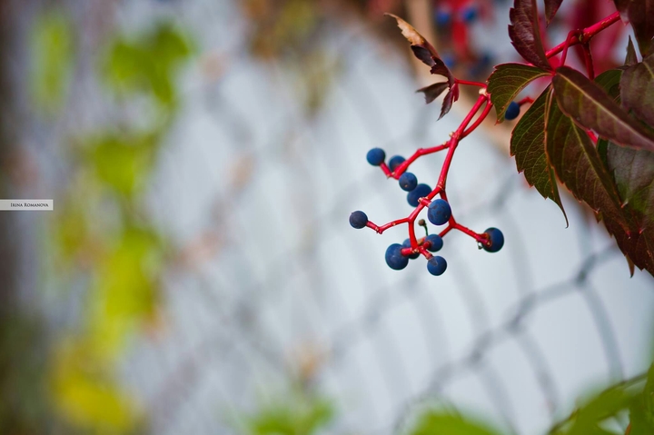 The vine