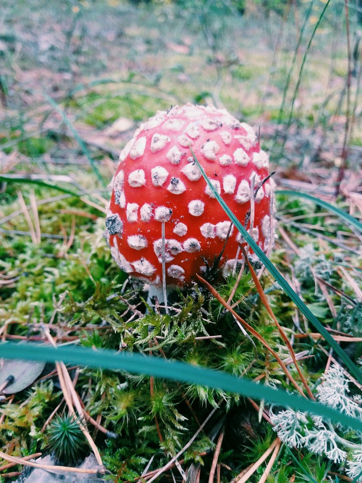 Forest