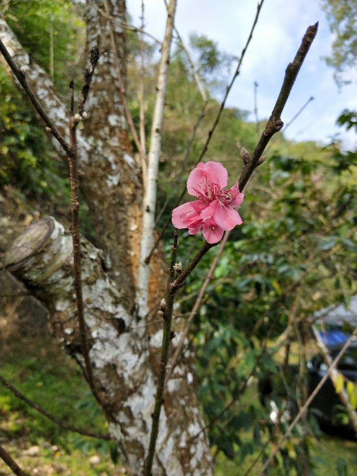 flower