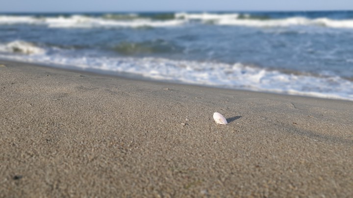 Shell