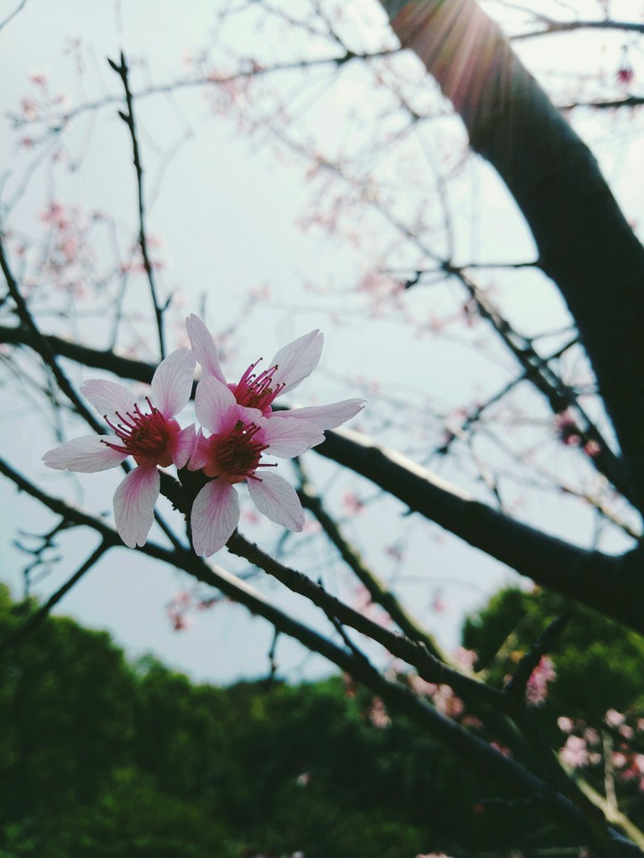 cherry blossoms