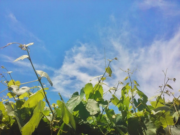 Parra de uvas