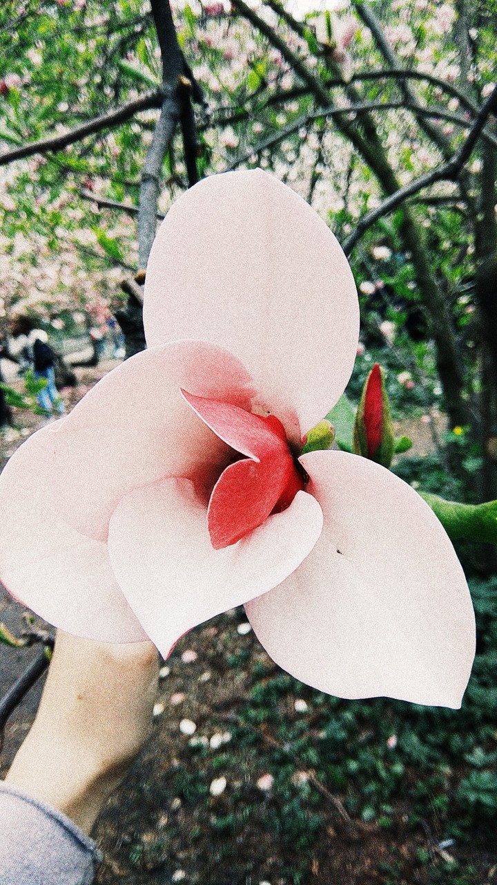 flower