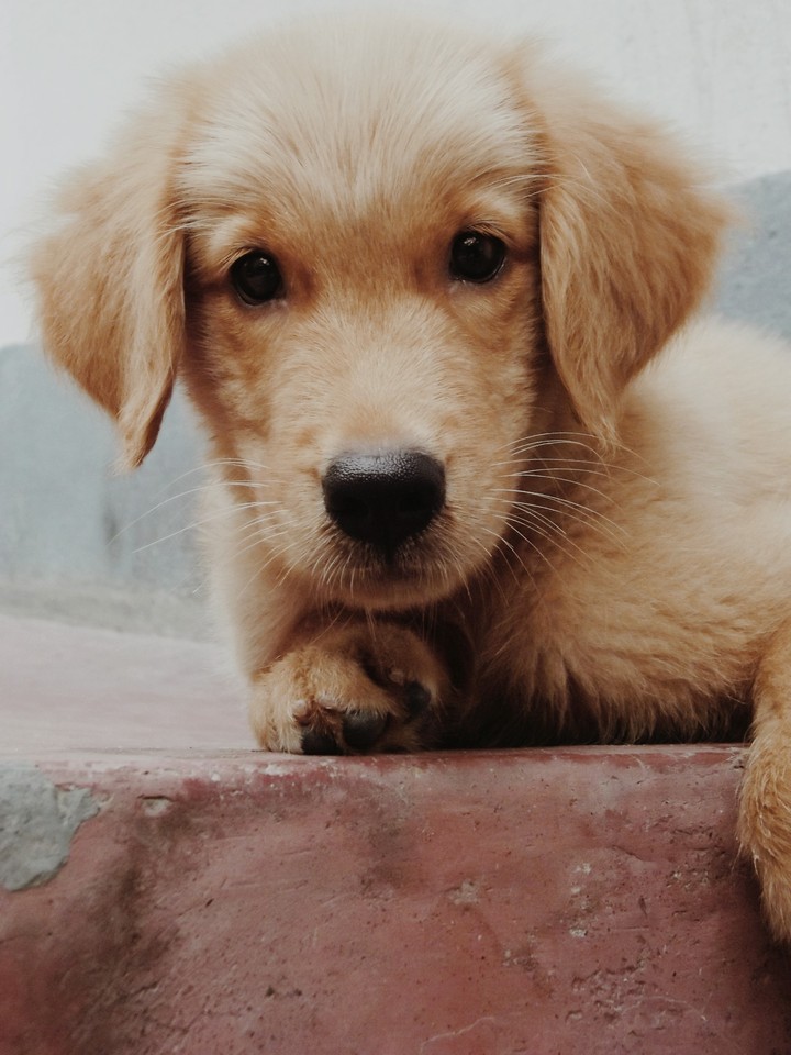 bob