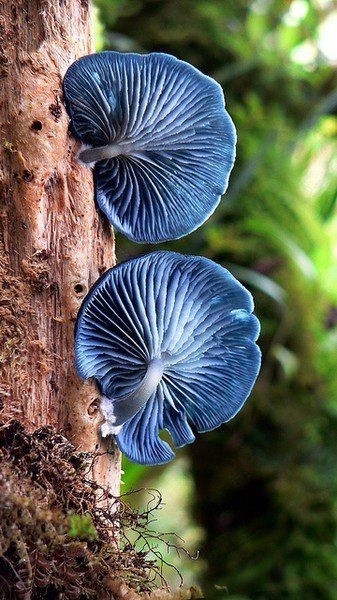 Nature