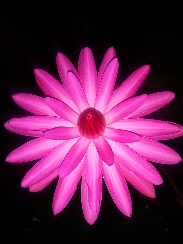 beautiful flower