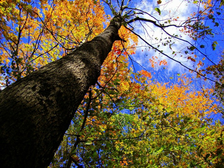 tree