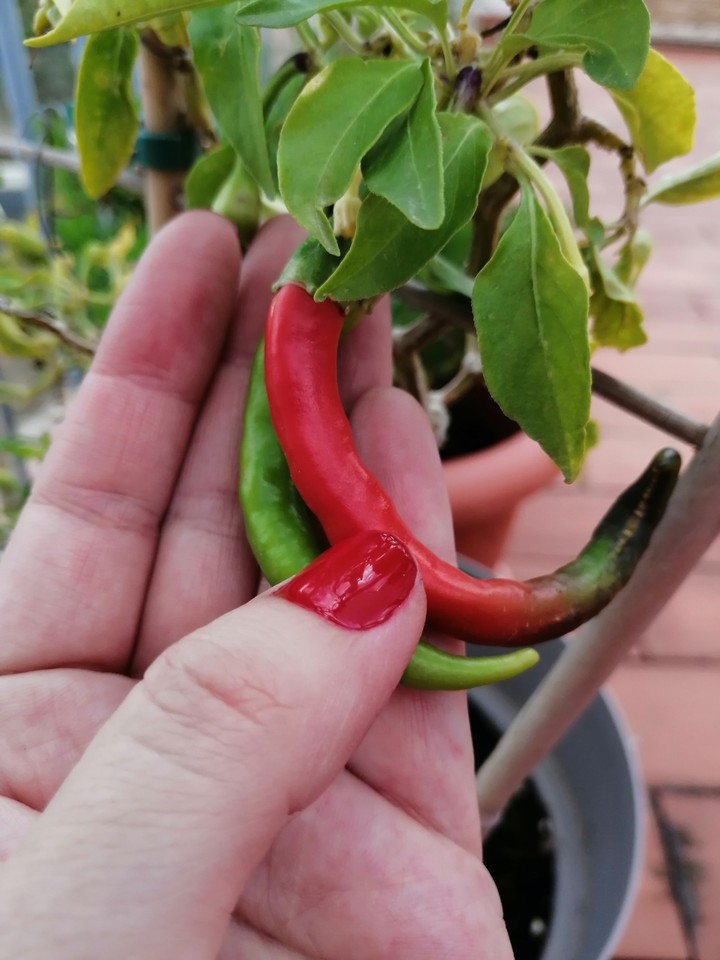 Red and green pepper