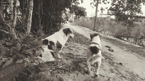 my dog