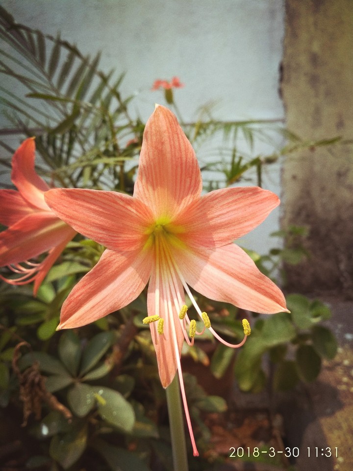 flower