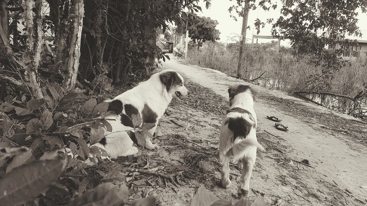 my dog