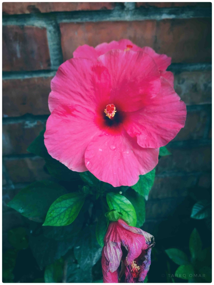 pink beauty