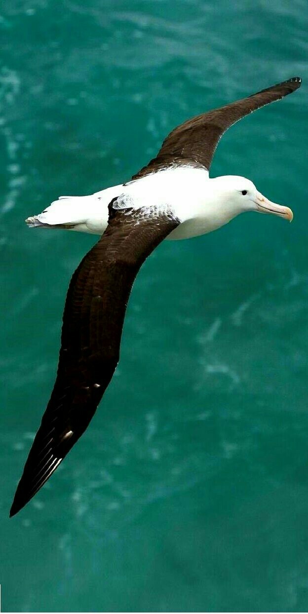 Albatross