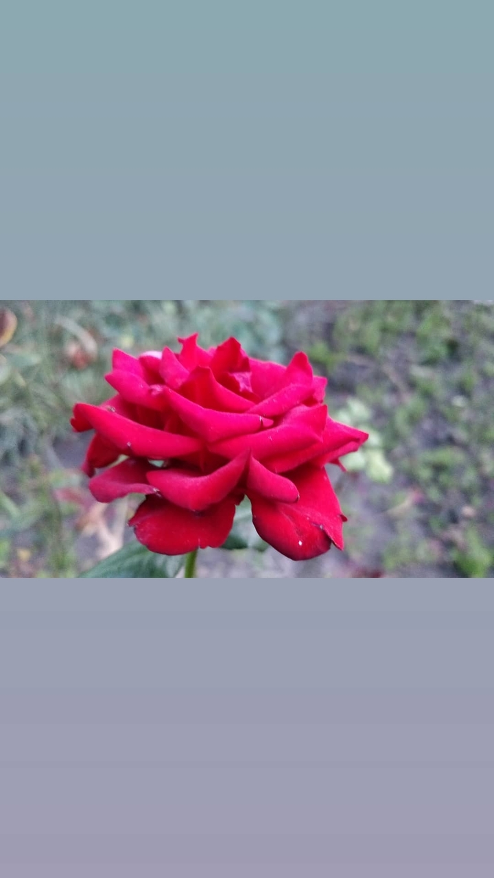 rose
