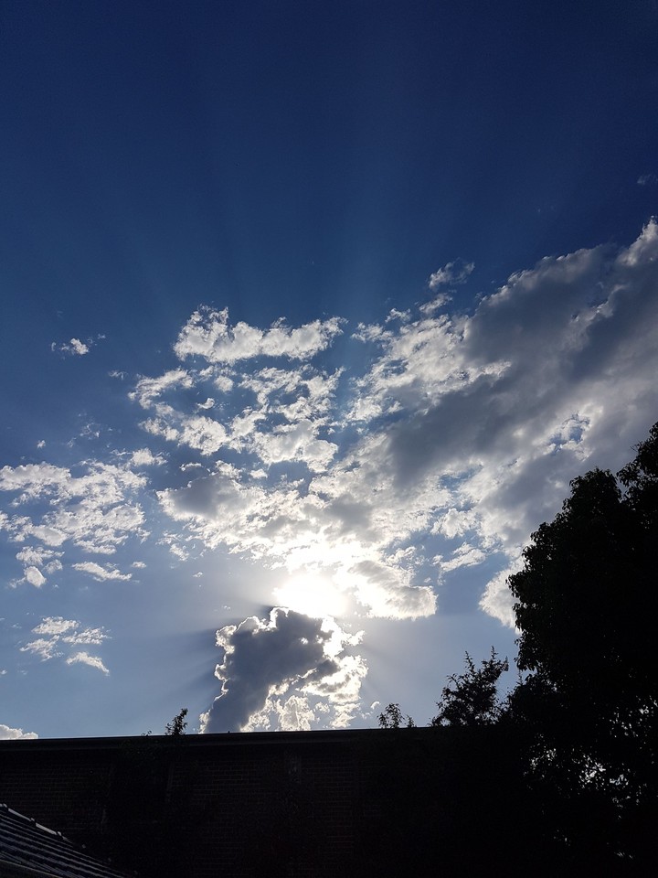 Backyard Sunshine