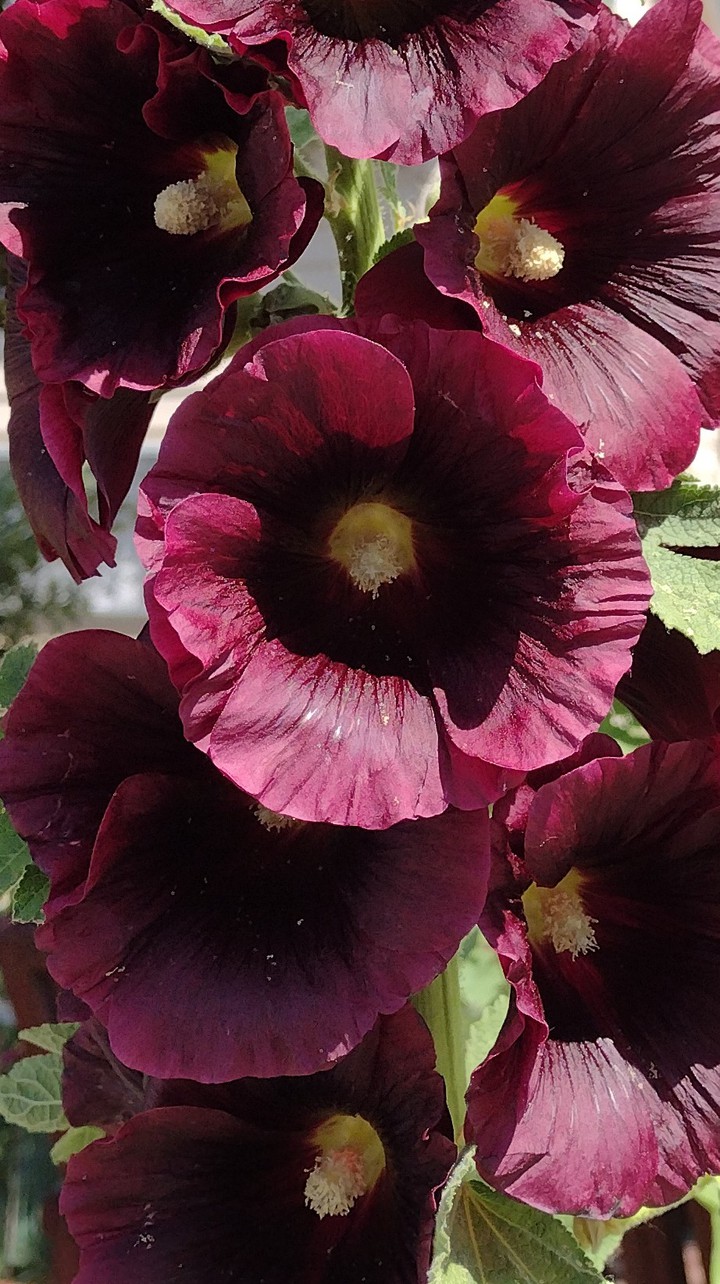 Passionate Purple