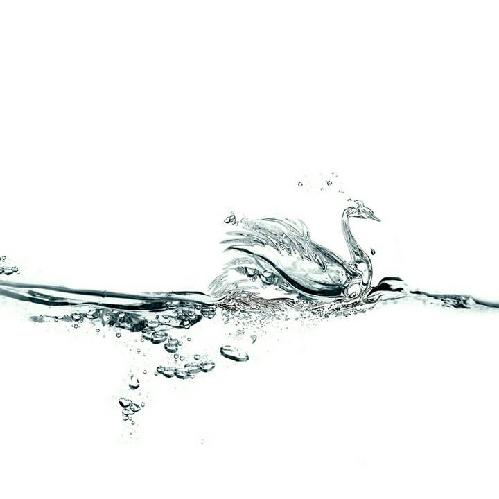 Swan