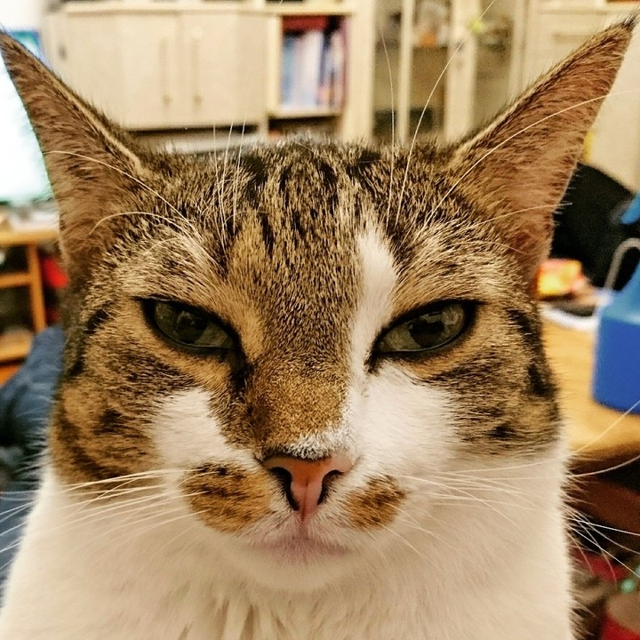 my cat: Chica