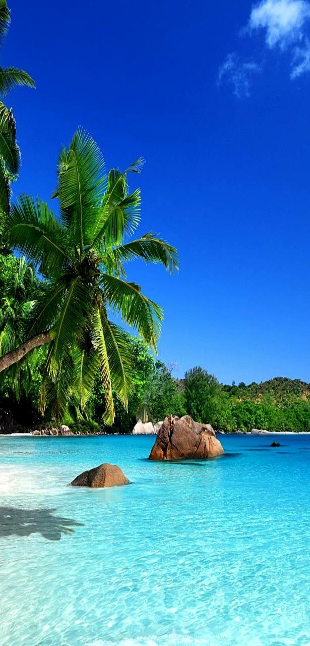 Tropical Paradise
