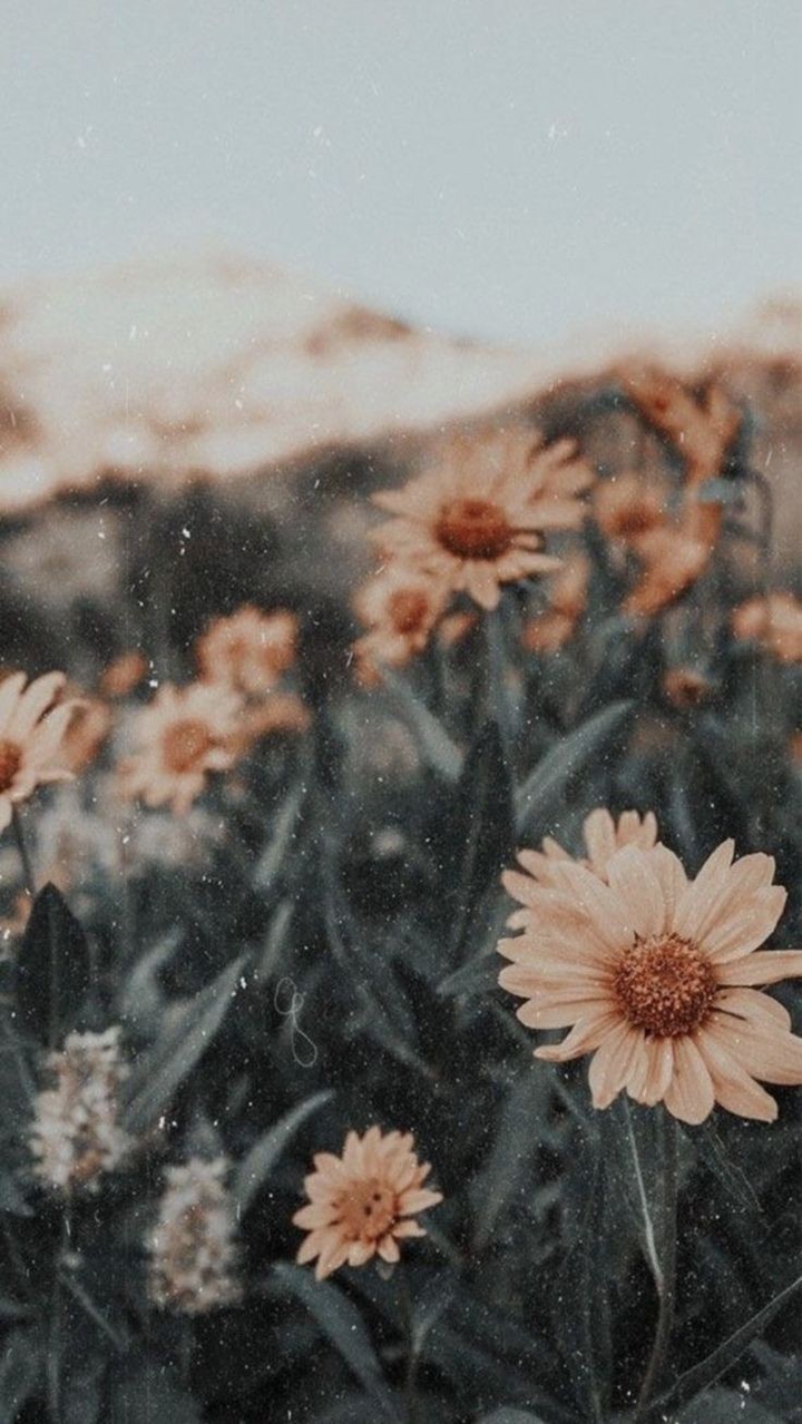 The sky and the flowers