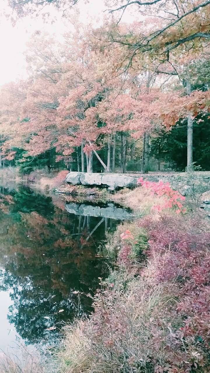 a lake by a forest