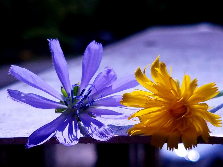 Purple And Yellow Flower