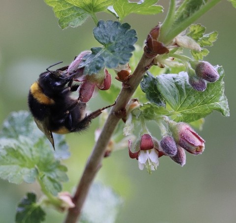 pest, insect wallpapers
