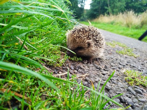 Hedgehog