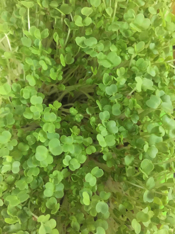micro green
