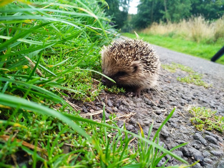 Hedgehog