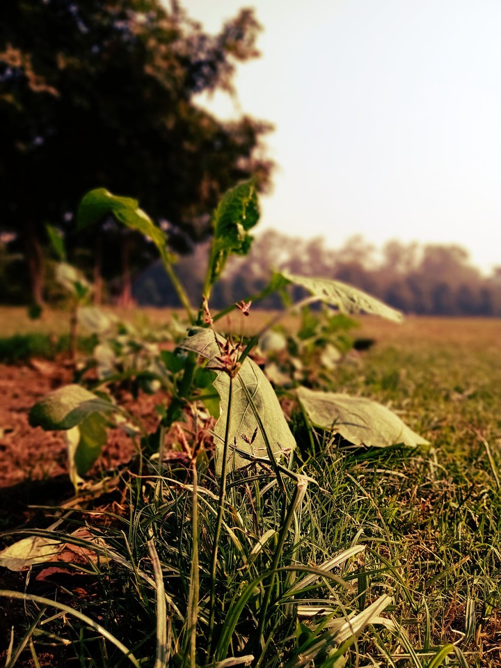 Calmness of nature