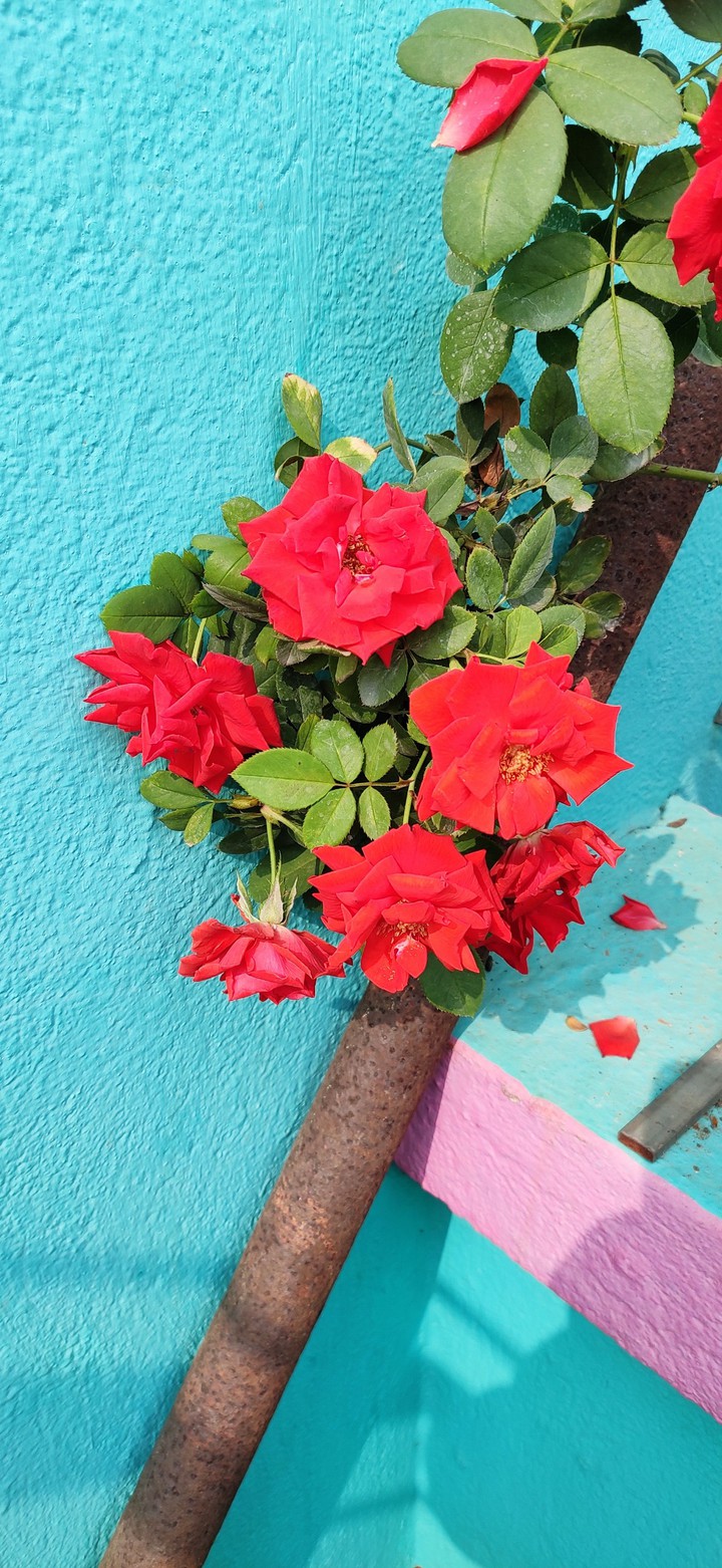 Rose