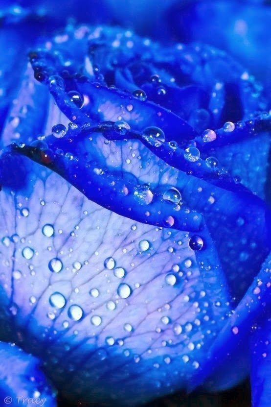 Blue rose
