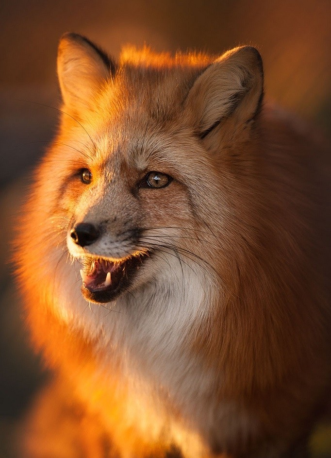 fox