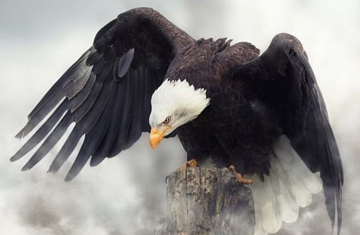 Black Eagle