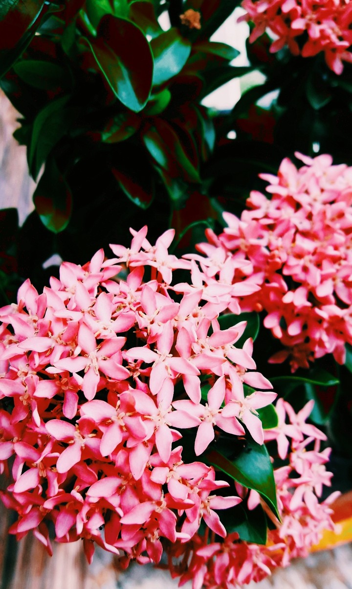 pink flowers