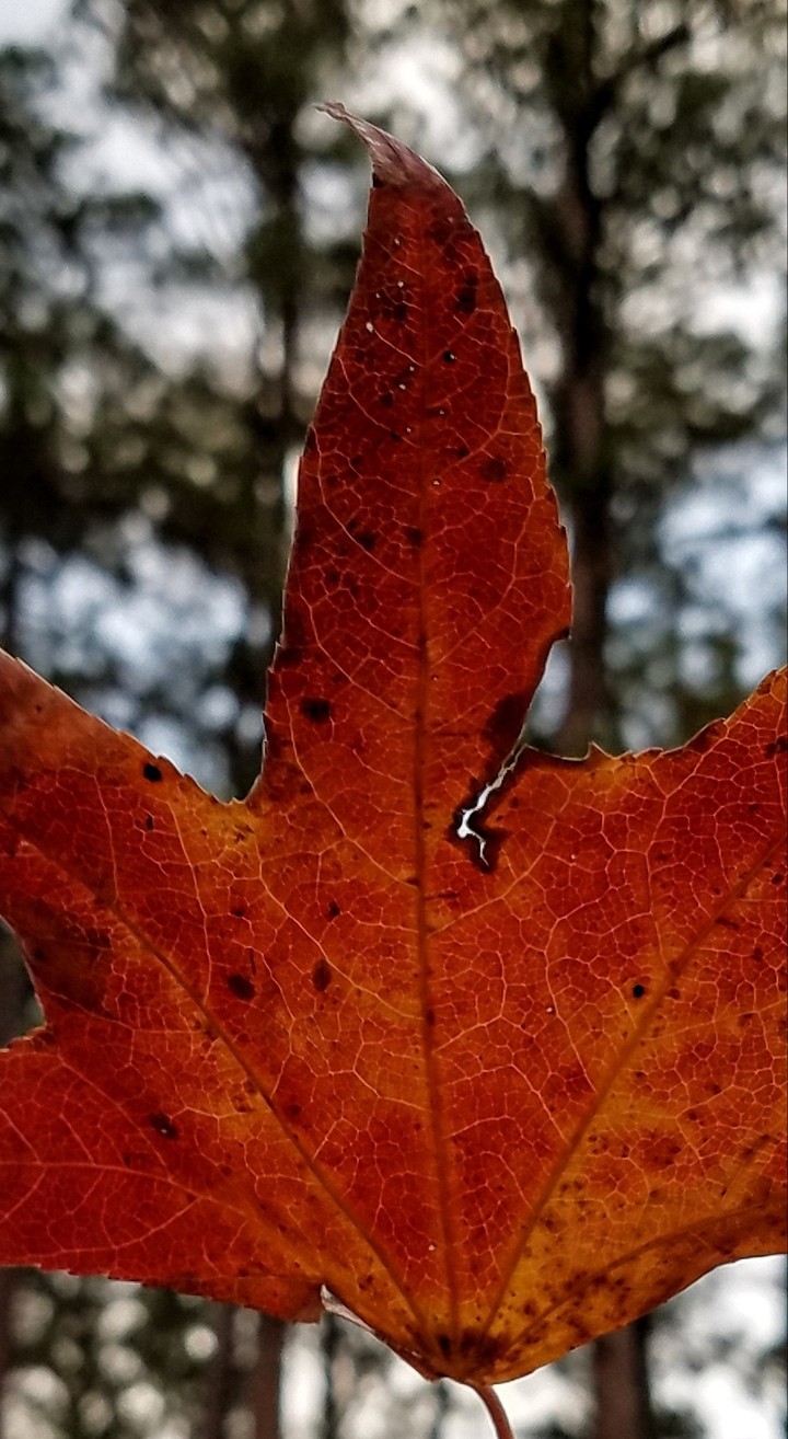 orange_autum