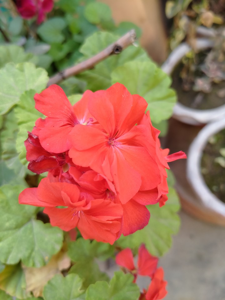 Flowers