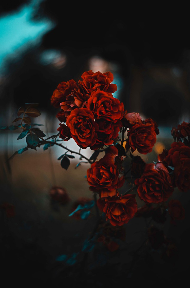 Maroon red rose