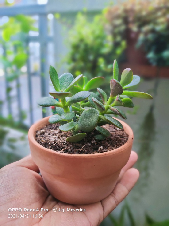Succulent