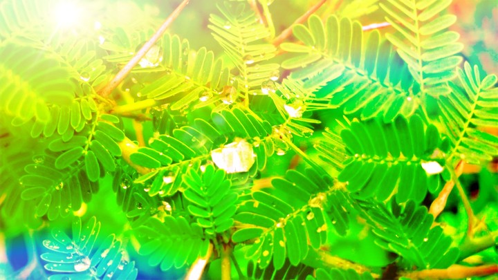 Raindrop