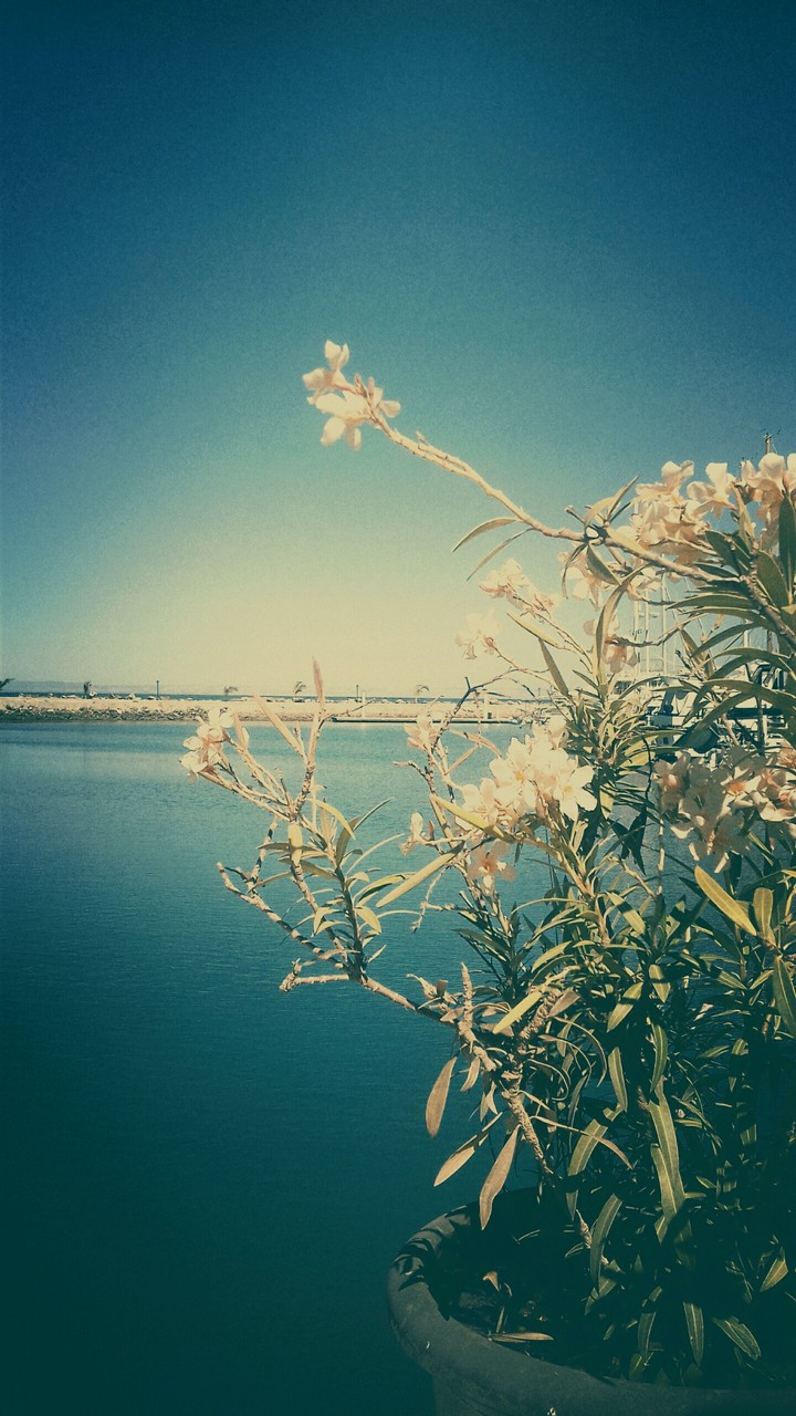 Just Flowers :)