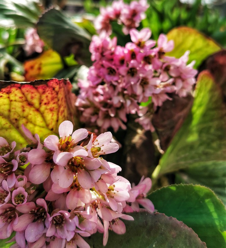 pink flower