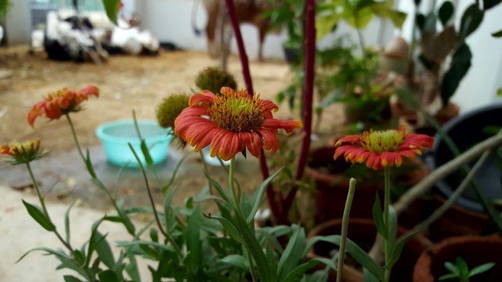daisy