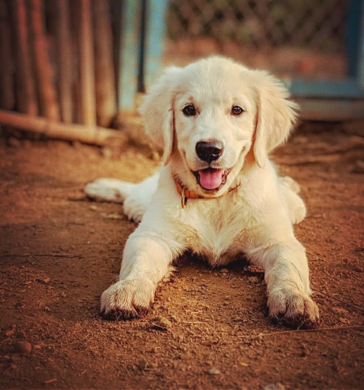 Golden retriever puppy