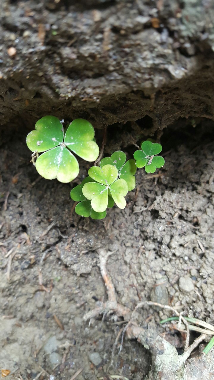 green pop