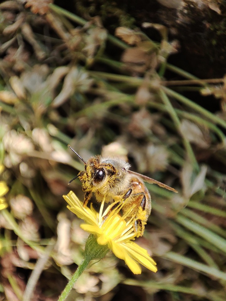 Bee