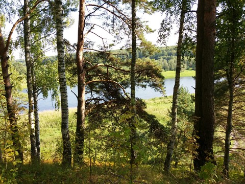 Лес