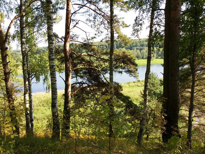 Лес