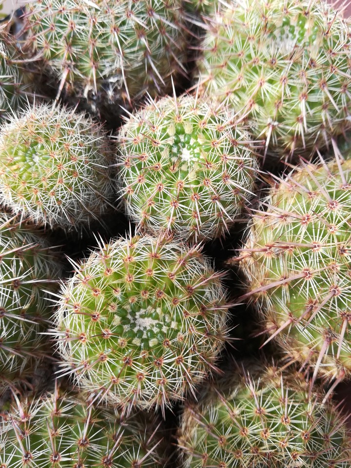 cactus